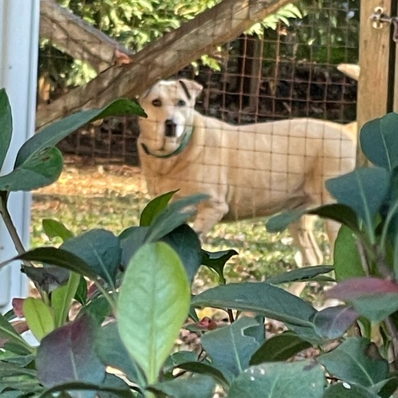 Meet your Posher, Jessie - Picture 6 of 7